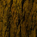 Tree Bark Texture